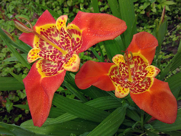 Тигридия павлинья (Tigridia pavonia)