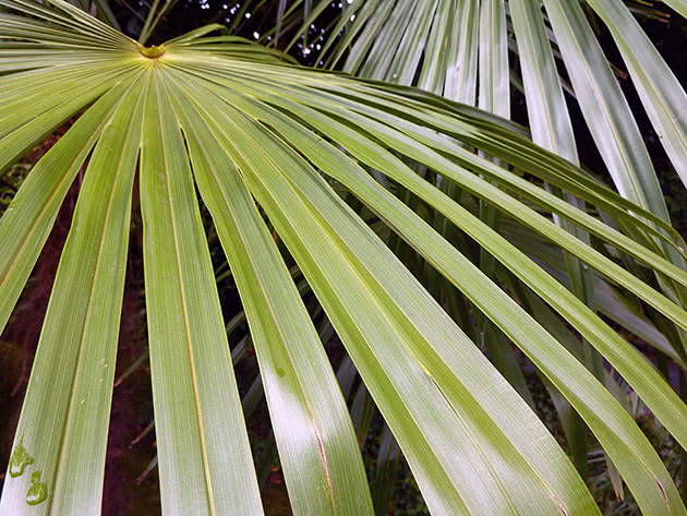 Трахикарпус Форчуна (Trachycarpus fortunei)