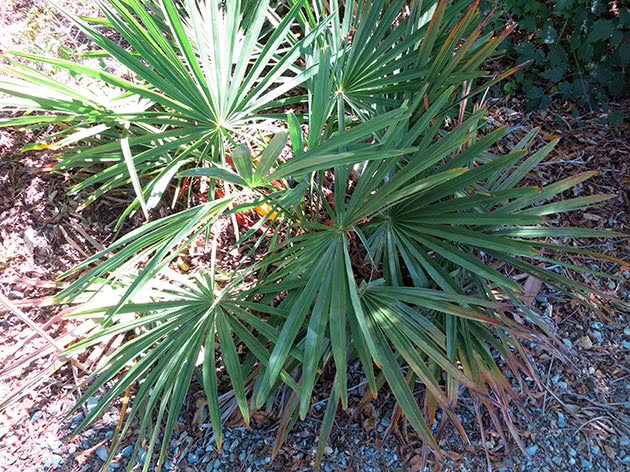 Трахикарпус карликовый (Trachycarpus nanus)