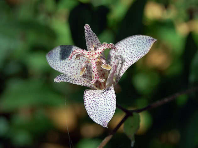 Трициртис тайваньский (Tricyrtis formosana)