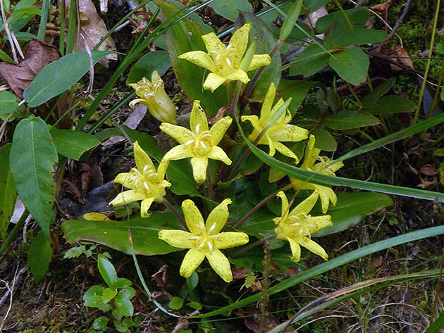 Трициртис желтый (Tricyrtis flava = Tricyrtis yatabeana)
