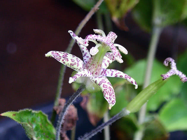 Трициртис волосистый (Tricyrtis pilosa = Tricyrtis maculata = Tricyrtis elegance)