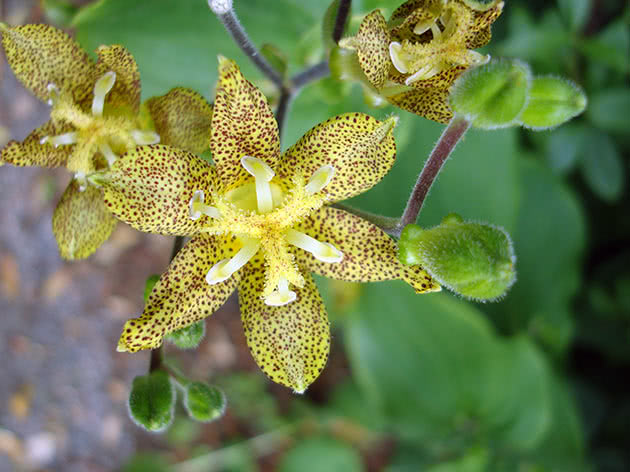 Трициртис широколистный (Tricyrtis latifolia = Tricyrtis bakeri)