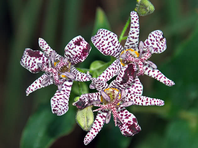 Трициртис коротковолосистый (Tricyrtis hirta)