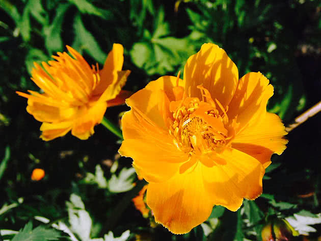 Купальница Ледебура (Trollius ledebourii)