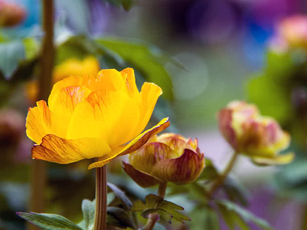 Купальница азиатская (Trollius asiaticus)