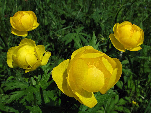 Купальница европейская (Trollius europaeus)