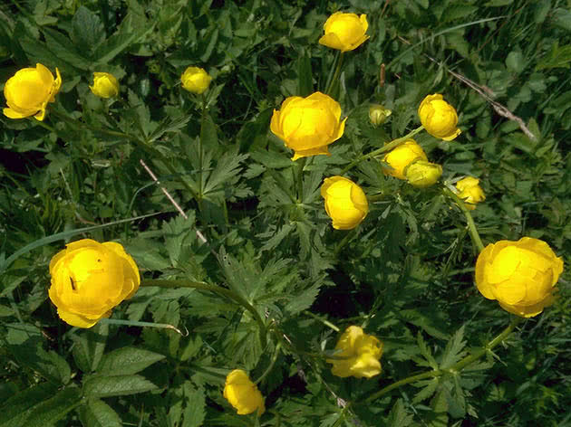 Купальница высочайшая (Trollius altissimus)