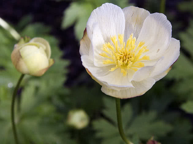 Купальница культурная (Trollius х cultorum)