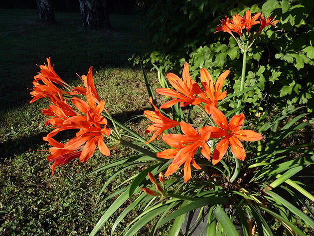 Валлота прекрасная (Vallota speciose)