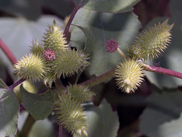 Дурнишник зобовидный (Xanthium strumarium)
