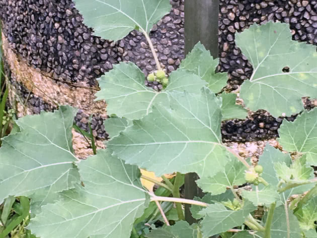 Дурнишник сибирский (Xanthium sibiricum)