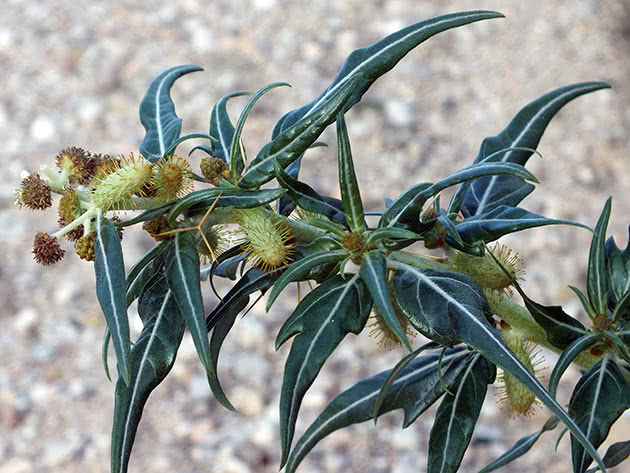 Дурнишник колючий (Xanthium spinosum)