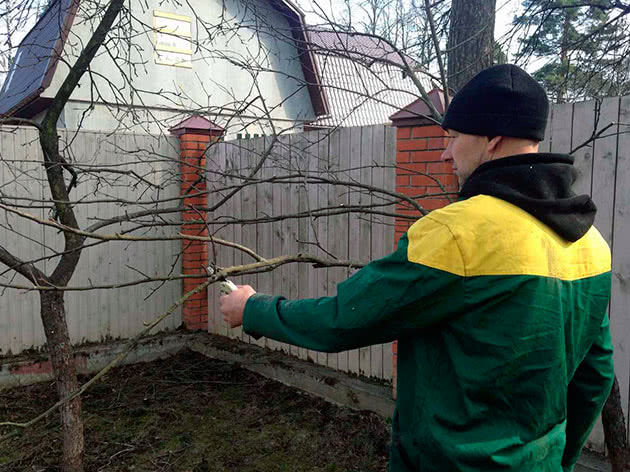 Як обрізати яблуні