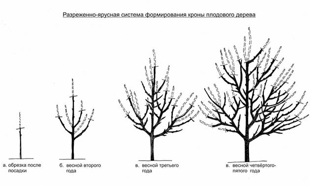 Схема обрізування яблунь