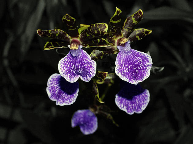 Зигопеталум промежуточный (Zygopetalum intermedium)