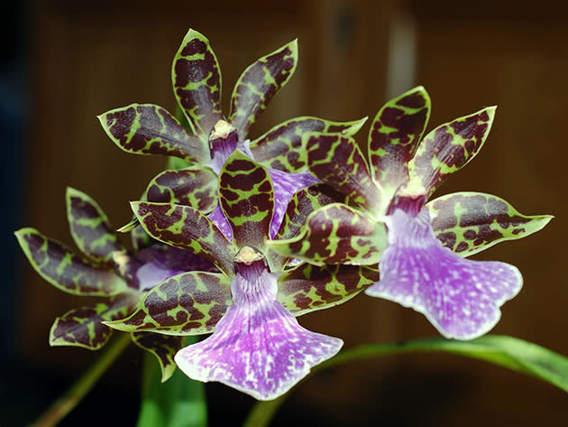 Зигопеталум Маккея (Zygopetalum mackayi)