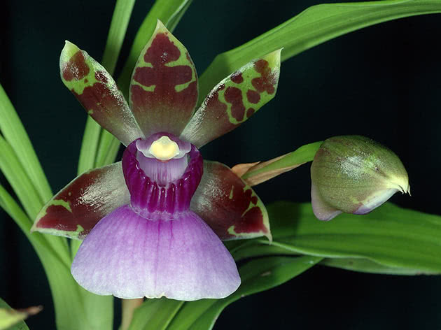 Зигопеталум максилляре (Zygopetalum maxillare)