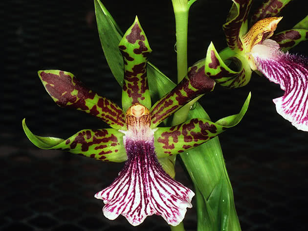 Зигопеталум косматый (Zygopetalum crinitum)