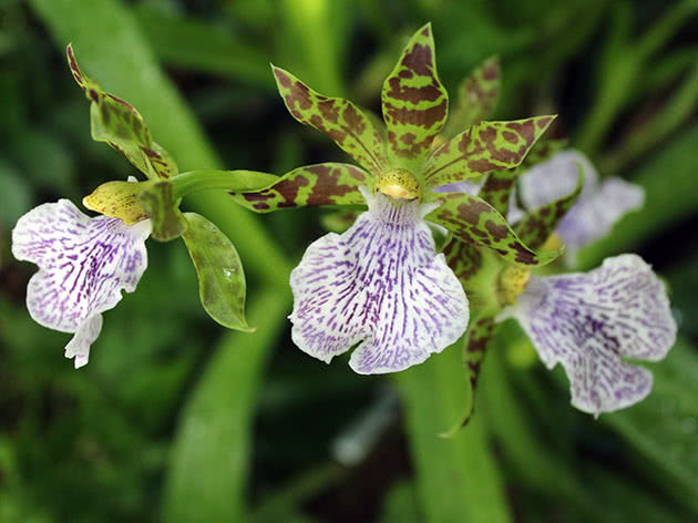 Зигопеталум пятнистый (Zygopetalum maculatum)