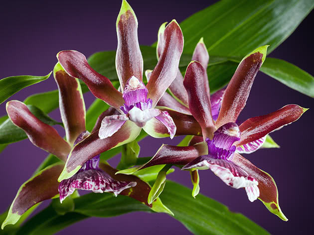 Зигопеталум Луизендорфа (Zygopetalum louisendorf)