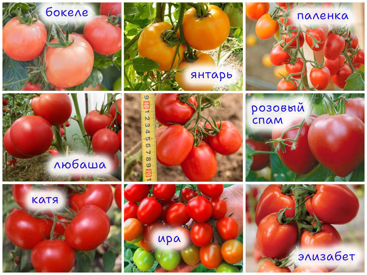 14 гибридных сортов томата