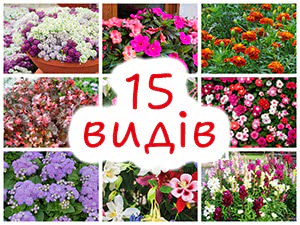 Квіти у січні