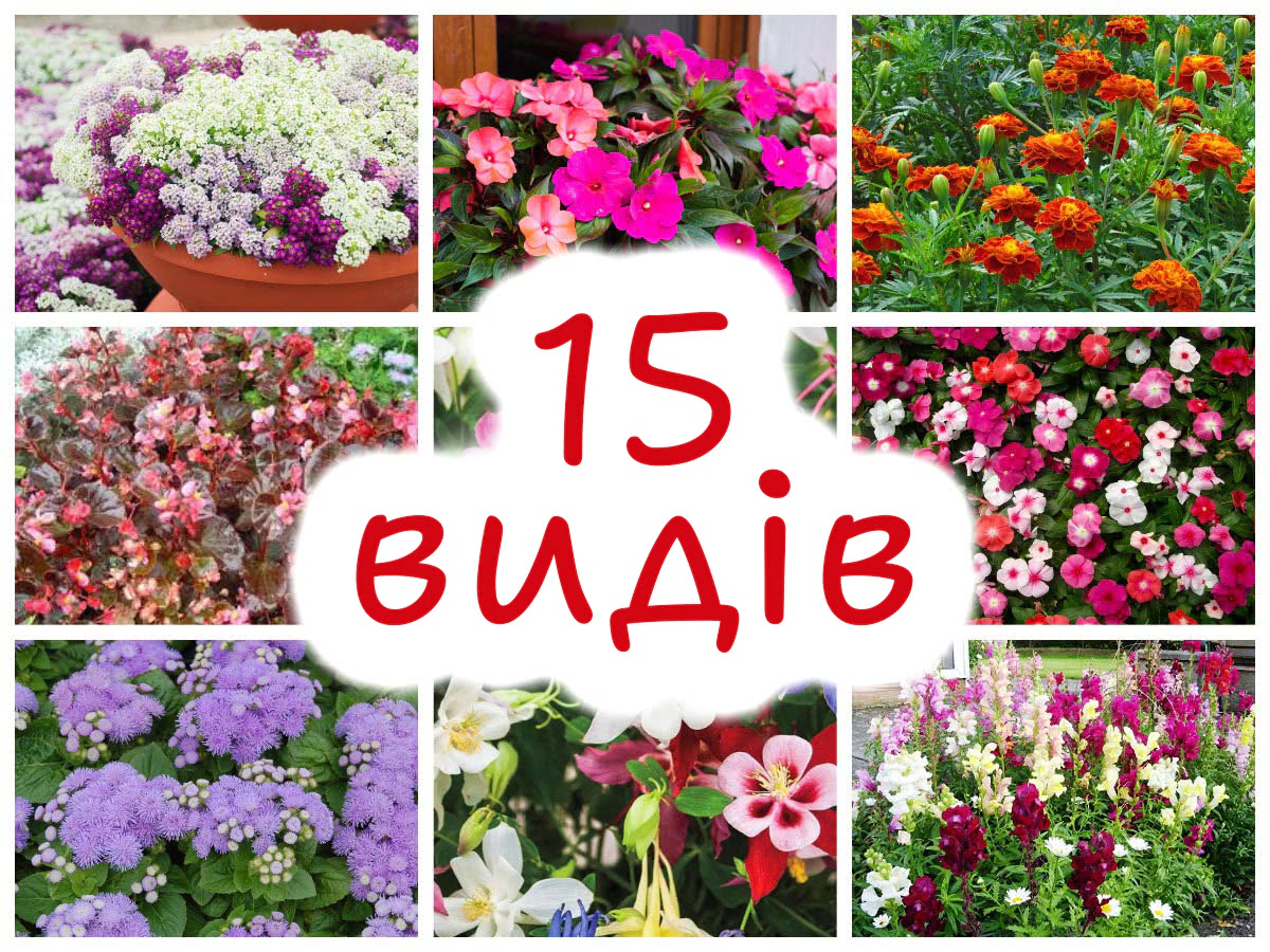 Квіти у січні