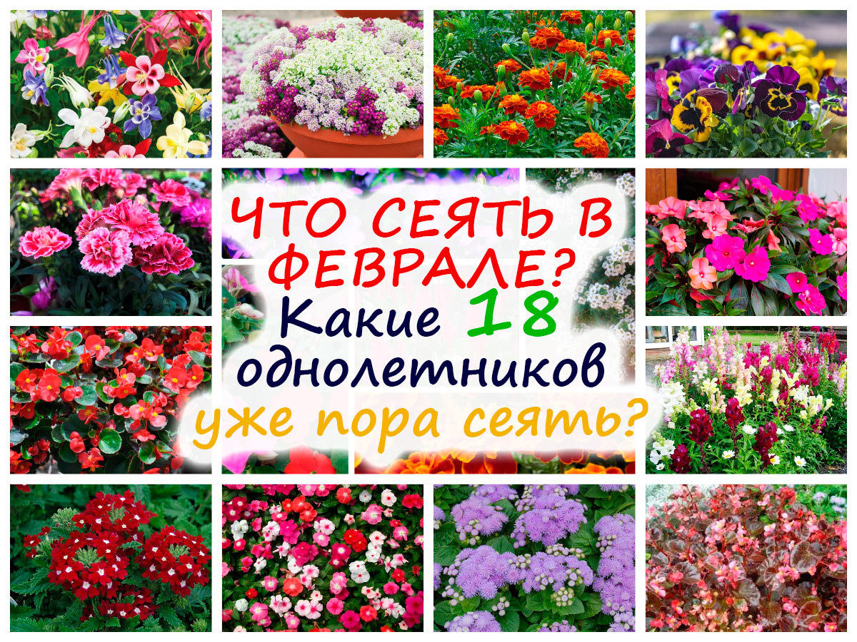 Какие цветы сеять в феврале