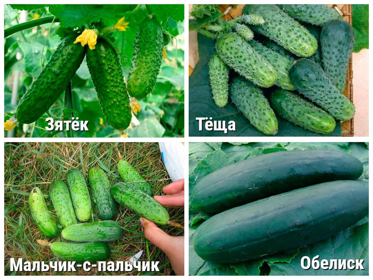 Сорта огурцов