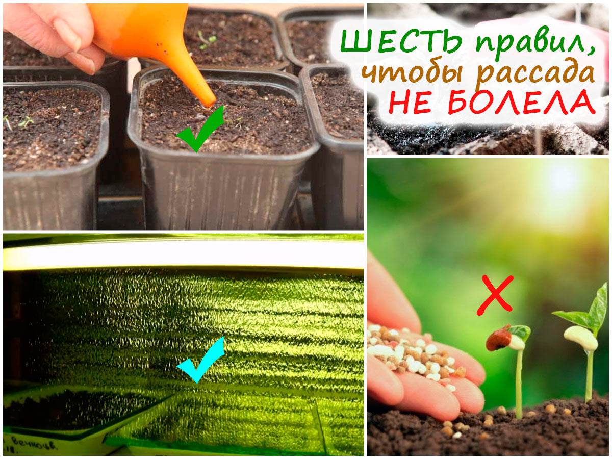 Уход за рассадой петунии