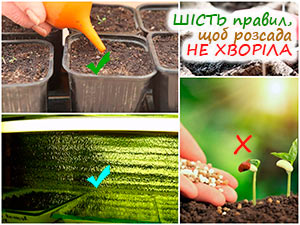 Догляд за розсадою петунії