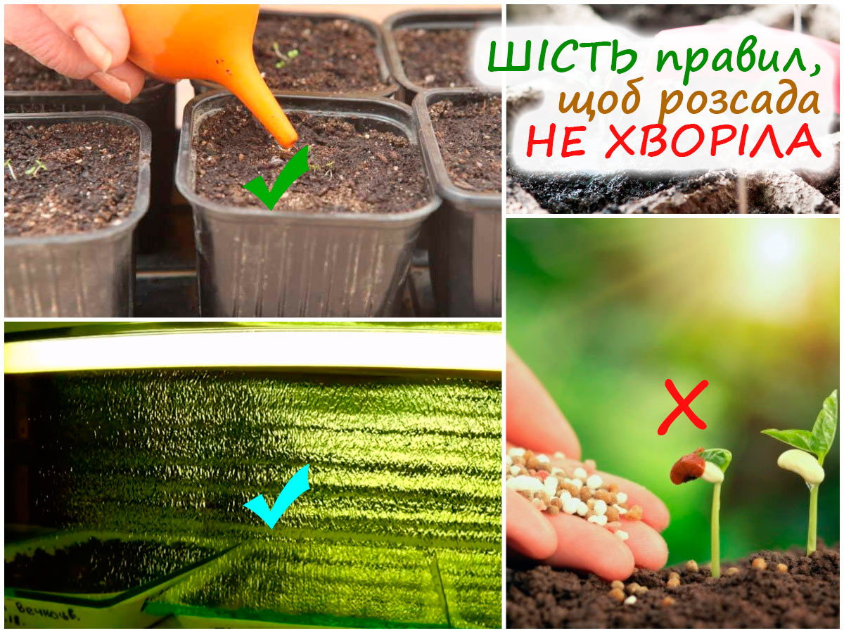 Догляд за розсадою петунії