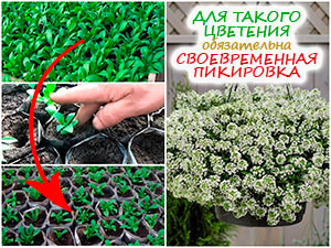 Пикировка рассады алиссума