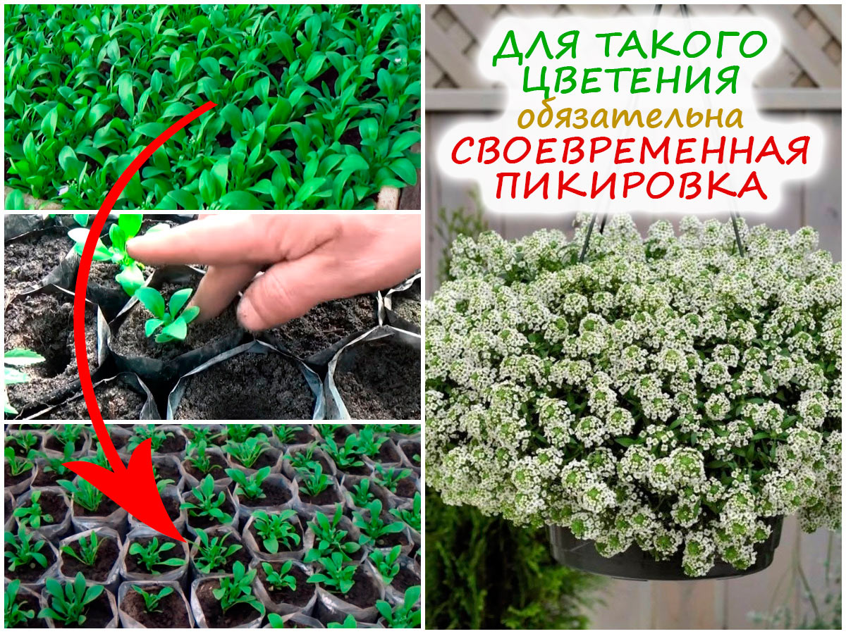 Пикировка рассады алиссума