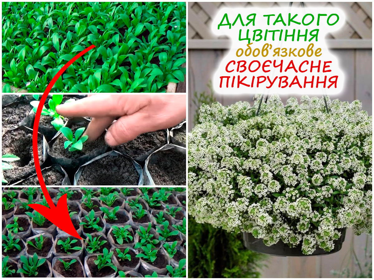 Пікування розсади алісуму