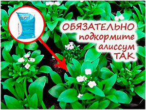 Подкормка рассады алиссума