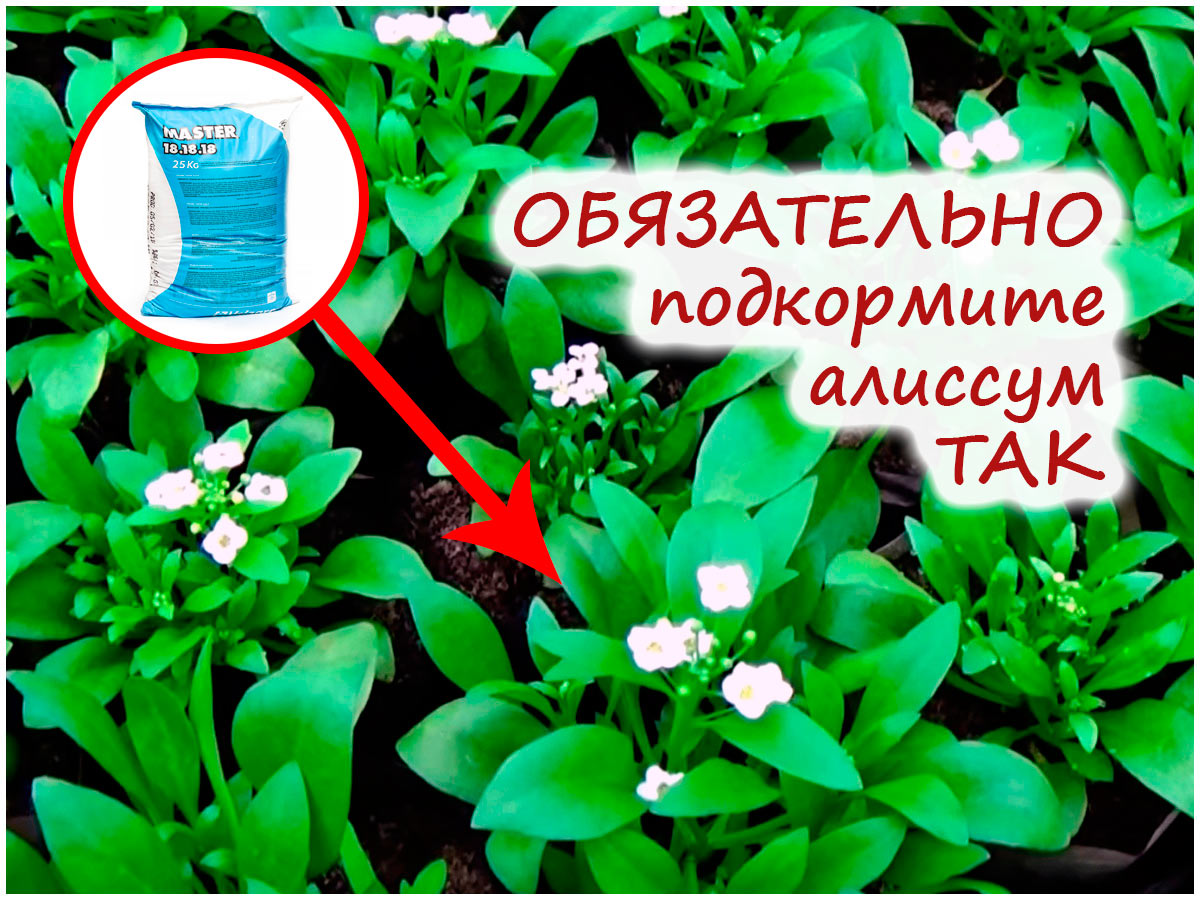 Подкормка рассады алиссума
