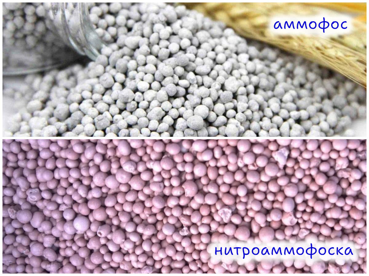 Аммофос и нитроаммофоска