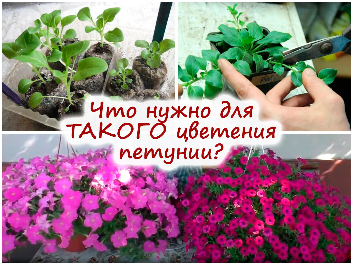 Выращивание ампельной петунии