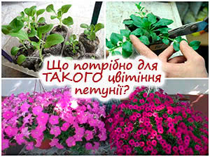 Вирощування ампельної петунії