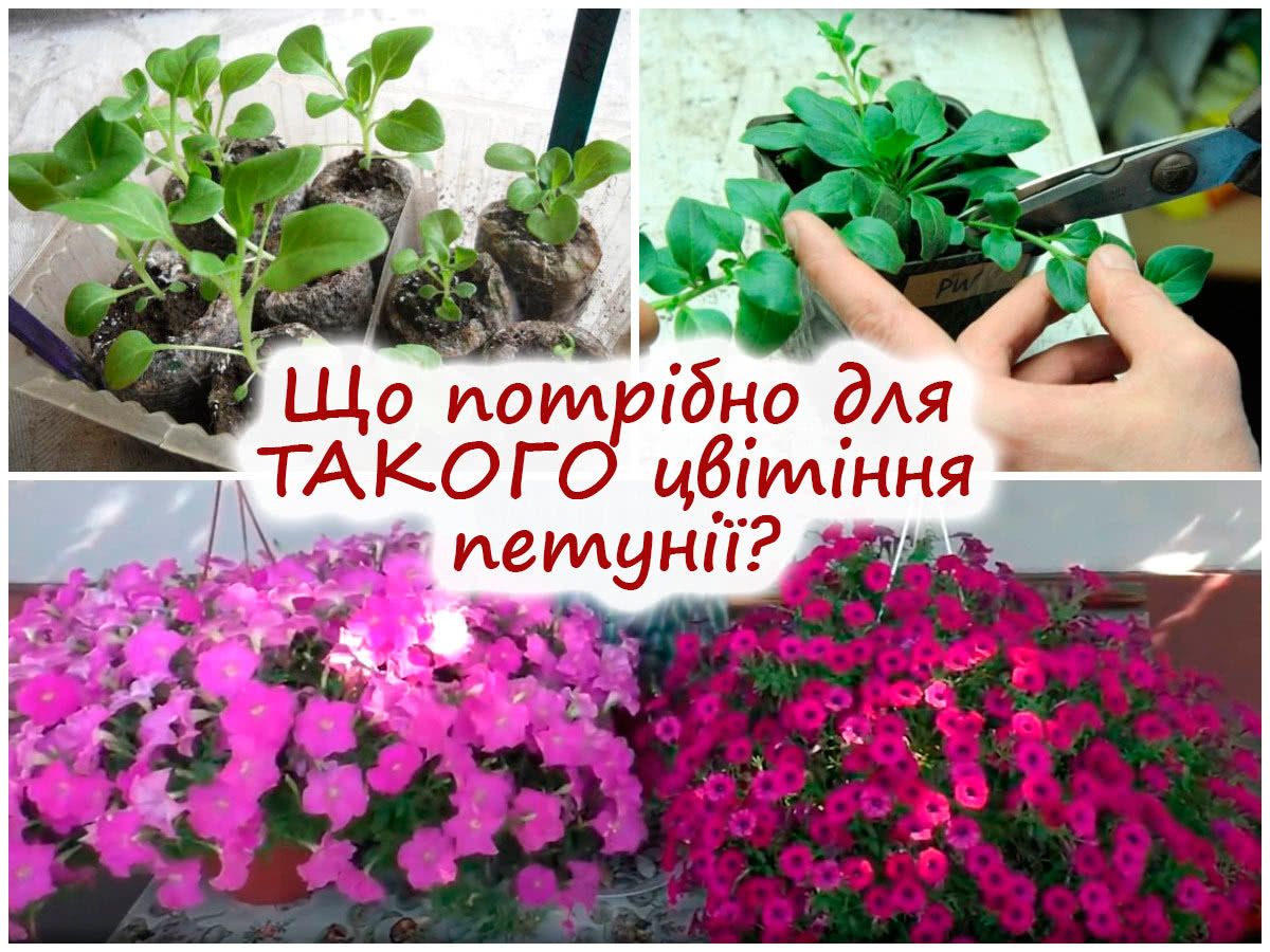 Вирощування ампельної петунії