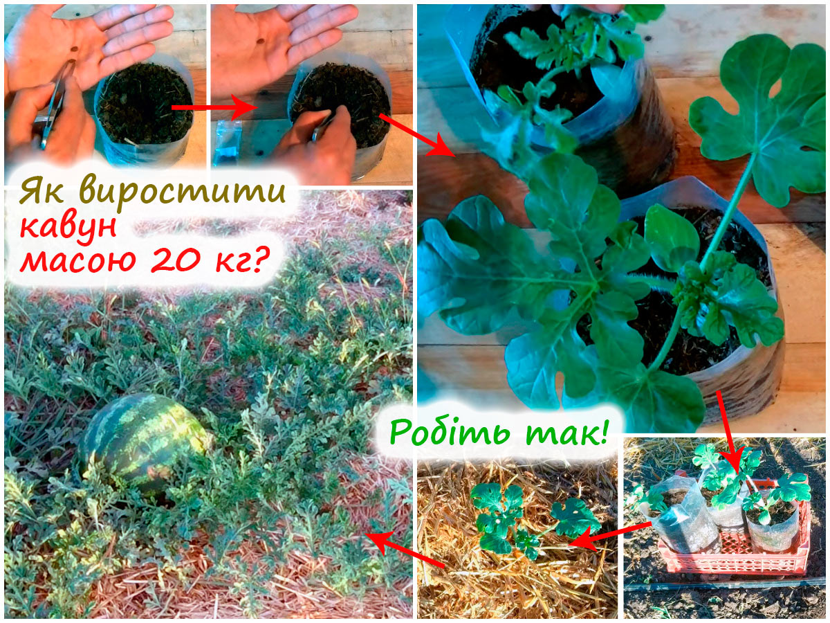 Вирощування кавунів