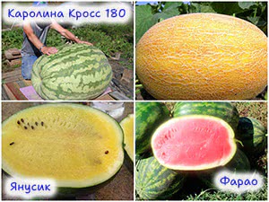 Сорта крупных арбузов