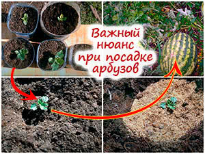 Посадка арбузов в грунт