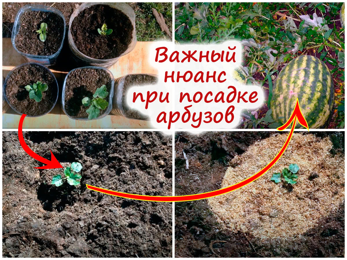 Посадка арбузов в грунт