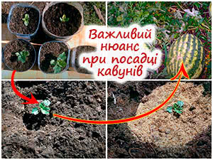 Посадка кавунів у ґрунт