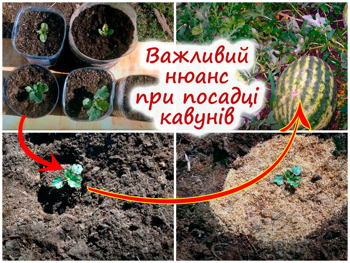 Посадка кавунів у ґрунт