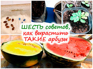 Выращивание рассады арбузов