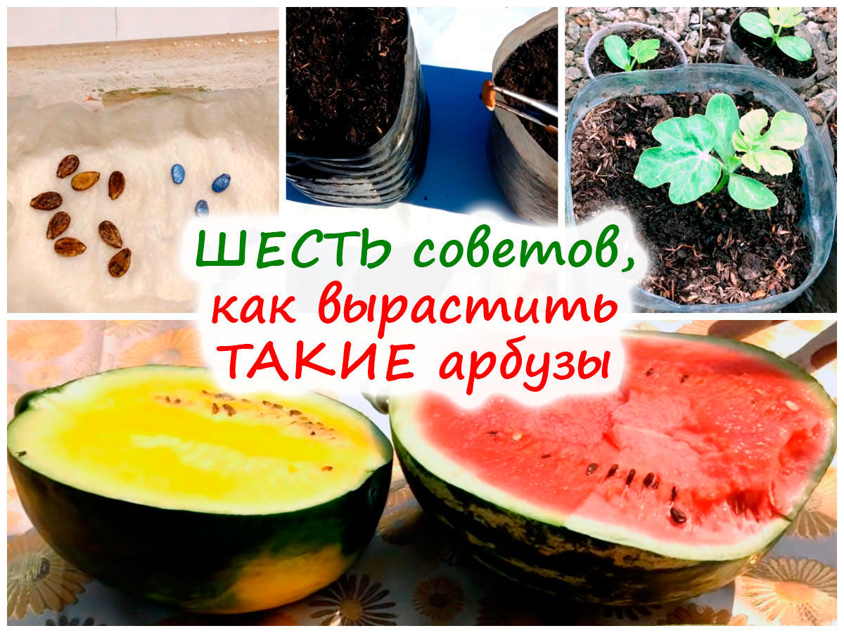 Выращивание рассады арбузов